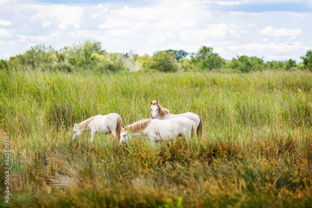 wild white horse of the Camargue, France, wild white horse of the Camargue, France,