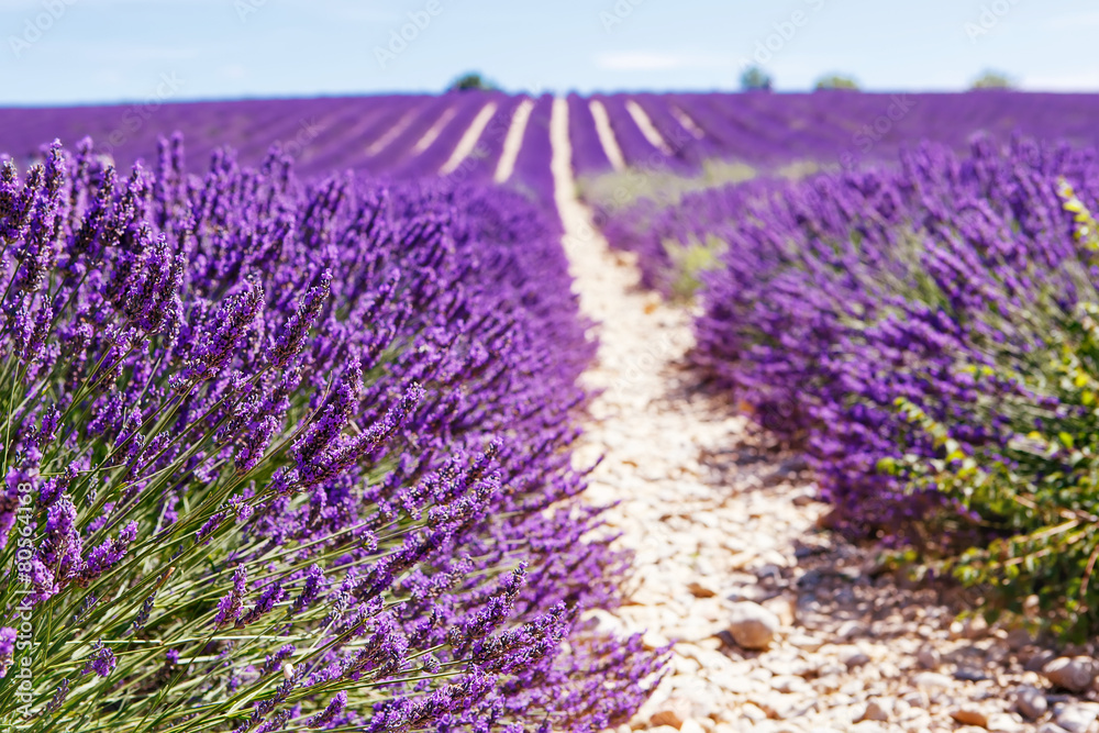 Obraz premium Blooming lavender fields near Valensole in Provence, France.