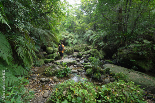 Man hiking through dense tropical rainforest and lush green jungle in Iriomote island, Okinawa, tropical Japan