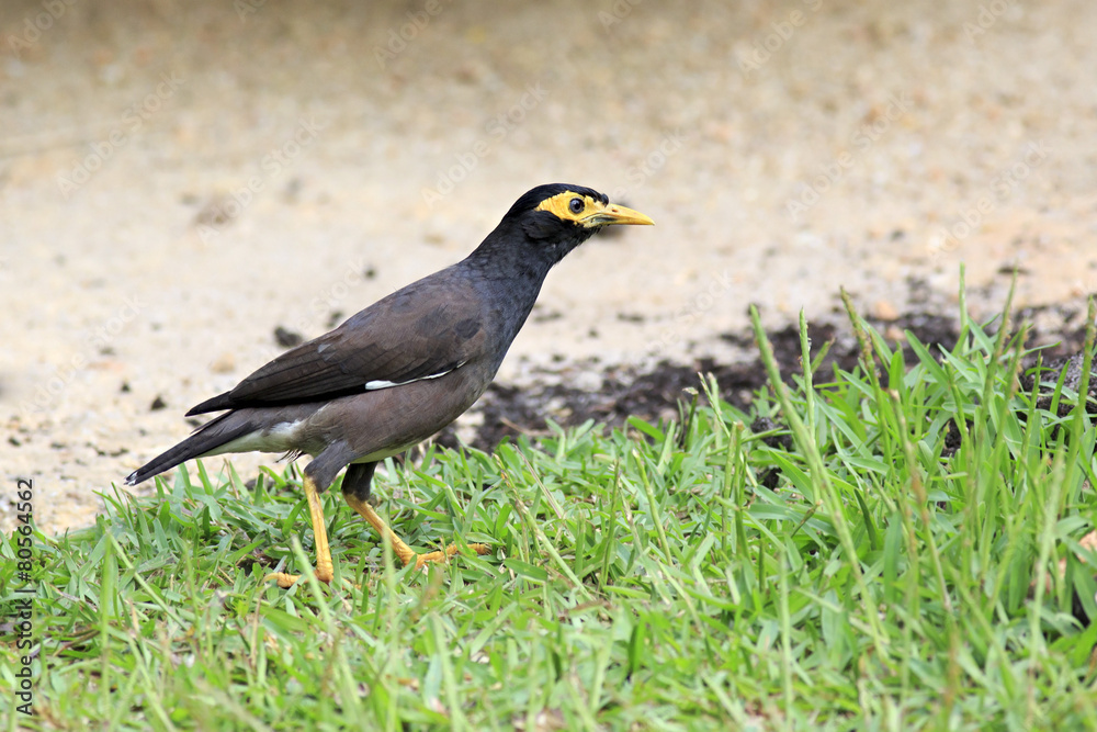Common myna on the grass. Common myna on the grass.