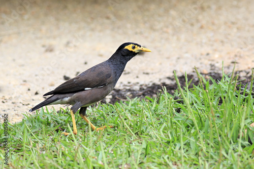 Common myna on the grass.