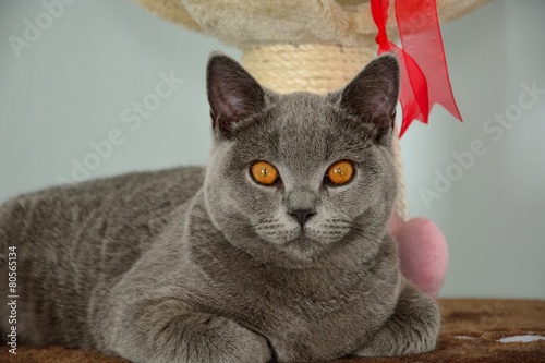 Portrait of British Shorthair cat photo