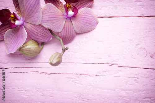 Fototapeta Naklejka Na Ścianę i Meble -  Pink orchid flower.