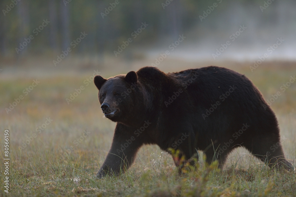 Male brown bear walking in the misty bog in the evening Male brown bear walking in the misty bog in the evening