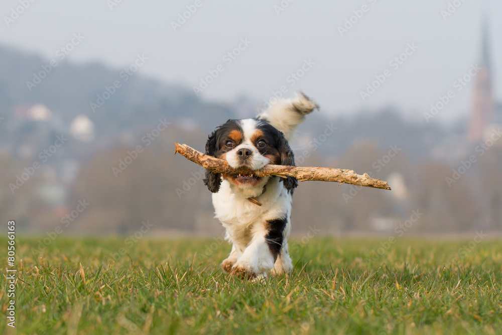 Cavalier King Spaniel Hund Stock Photo | Adobe Stock
