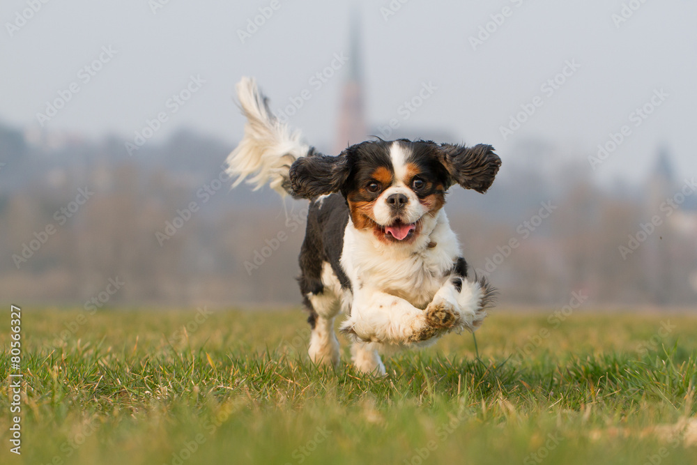 Rennender Cavalier King Charles Spaniel Hund Stock Photo | Adobe Stock