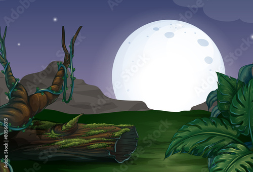 Forest at night