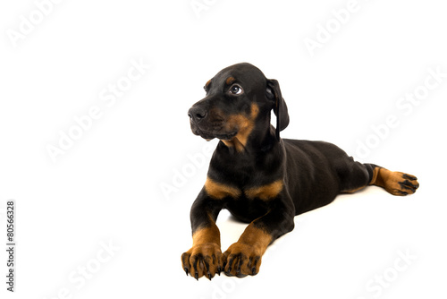 Puppy of doberman pincher