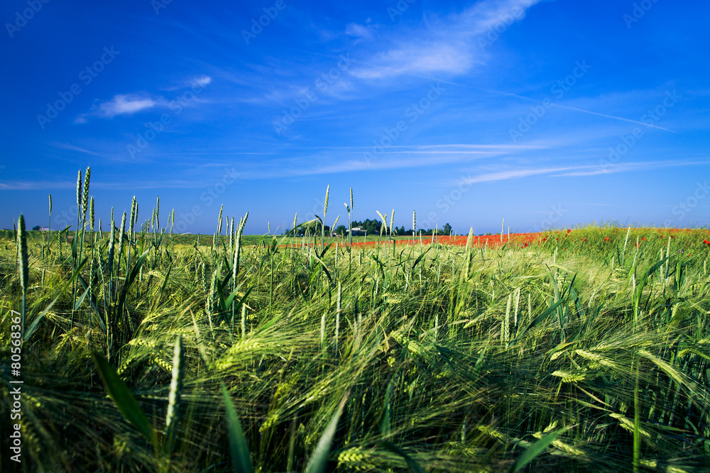 Fototapeta premium Beatiful morning green field with blue heaven