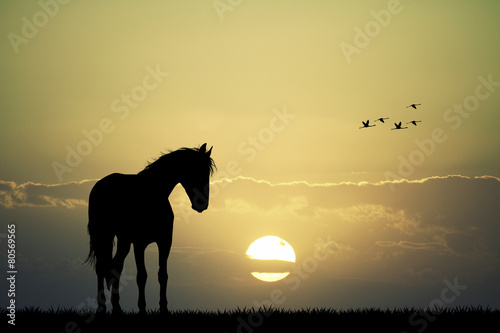 horse silhouette at sunset © adrenalinapura