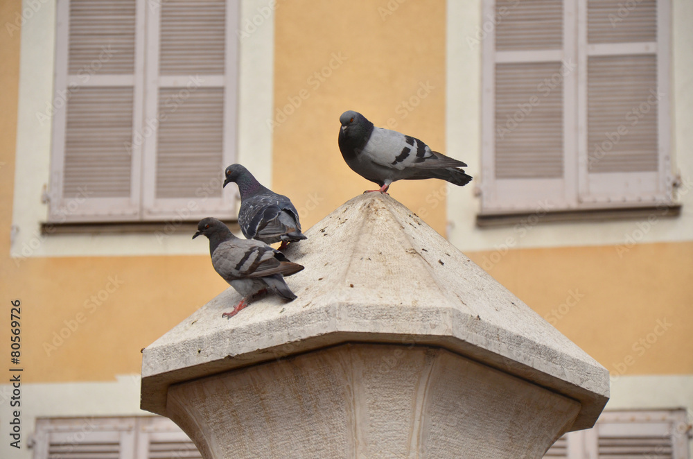 Obraz premium Bande de pigeons