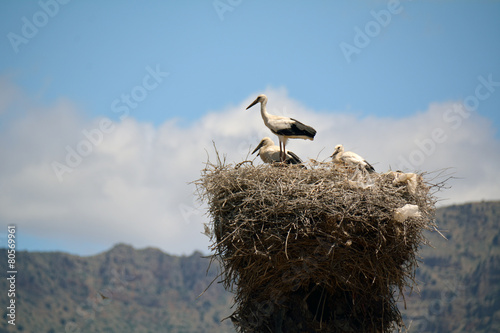 Four storks in a big nest