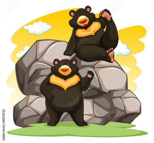Two playful bears