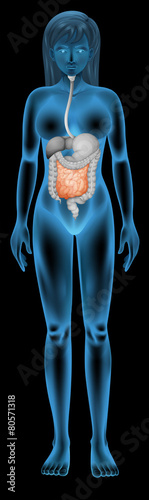 Small intestine photo