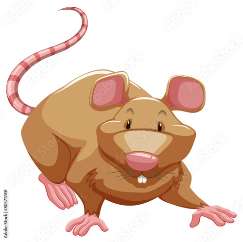 Playful rat