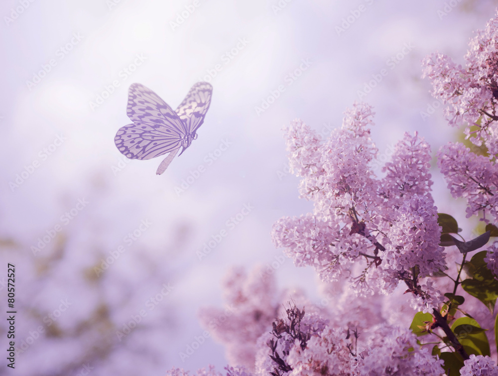 Obraz premium Motyl i kwiat