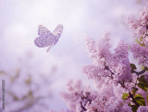 motyl-i-kwiat