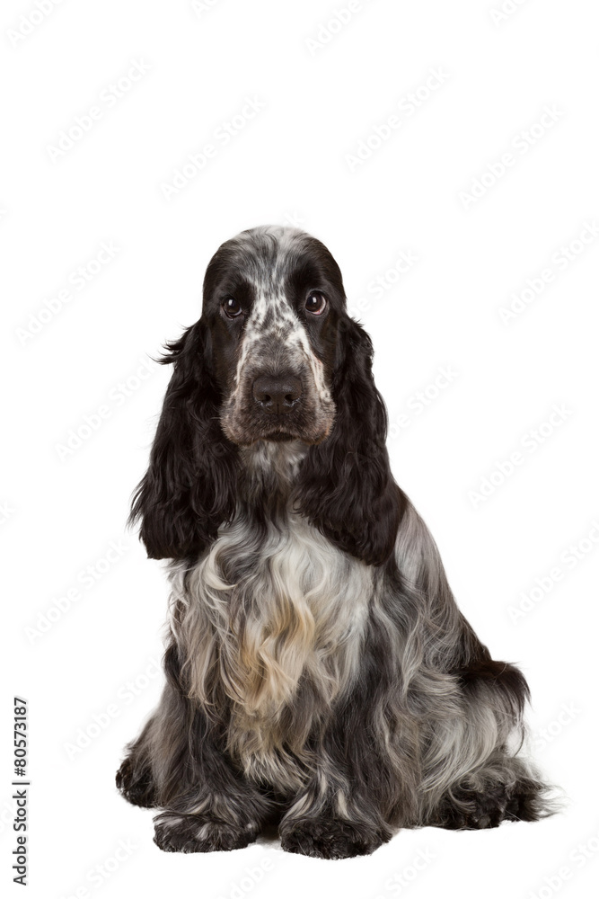 isolated portrait of english cocker spaniel isolated portrait of english cocker spaniel