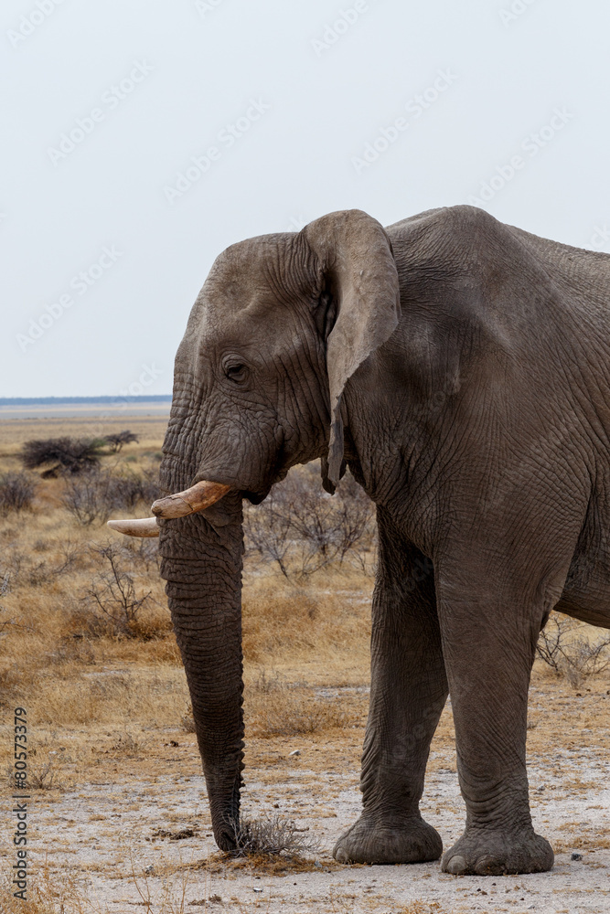 big african elephants on Etosha national park big african elephants on Etosha national park