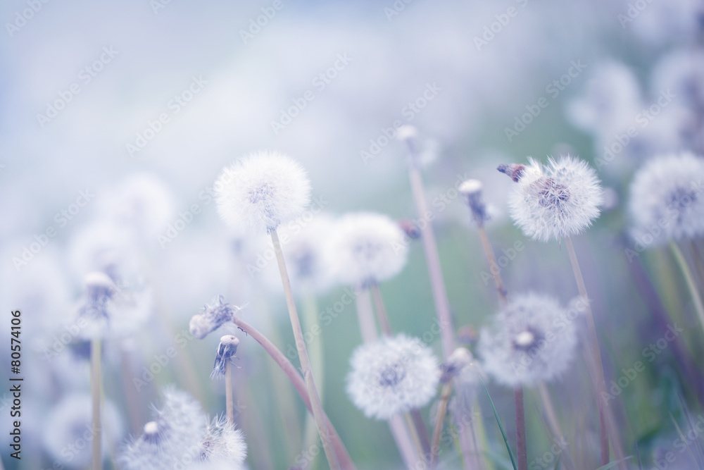 Naklejka Dandelion w zachodzie słońca