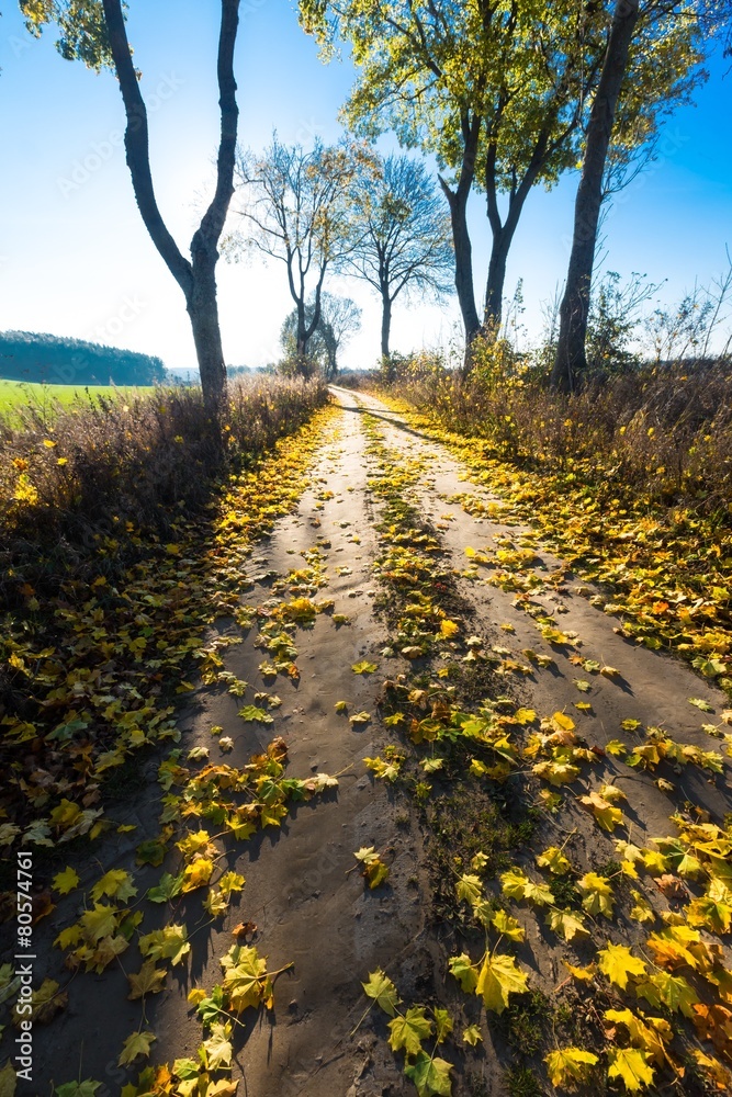 Naklejka premium Autumnal rural landscape