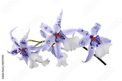 Fototapeta Naklejka Na Ścianę i Meble -  white orchid flowers with dark blue centers and spots