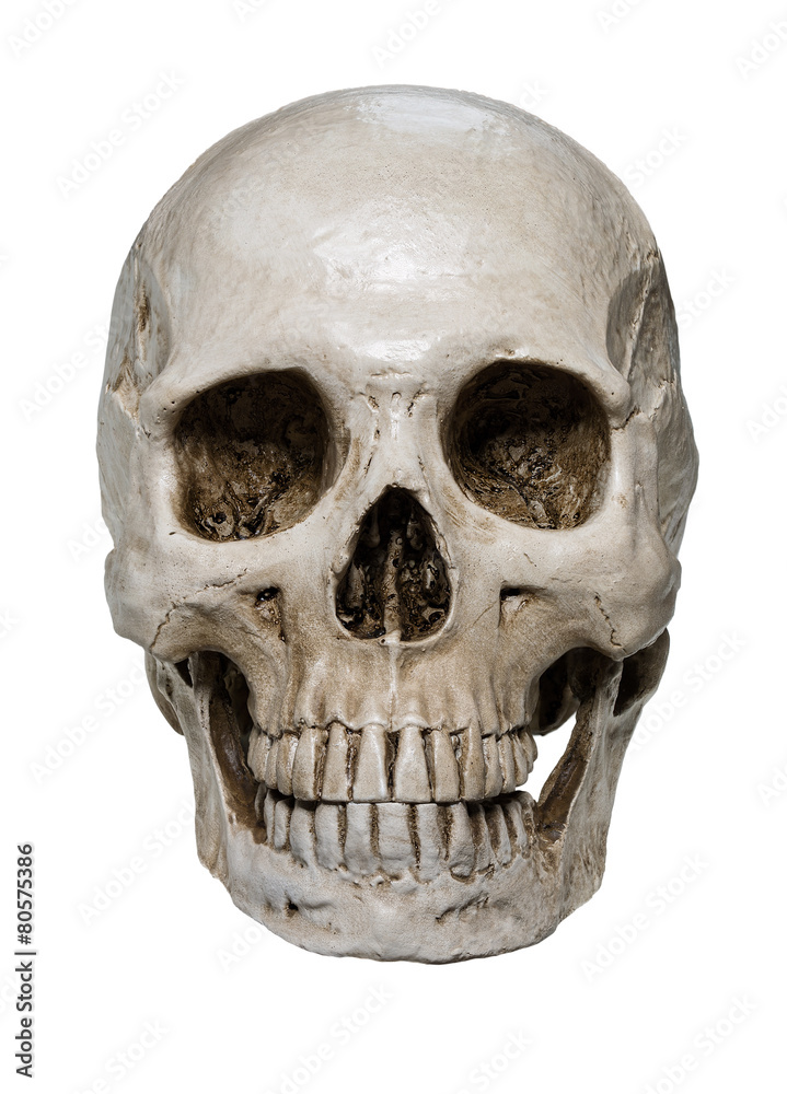 Fototapeta premium Close up of human skull isolated on white background