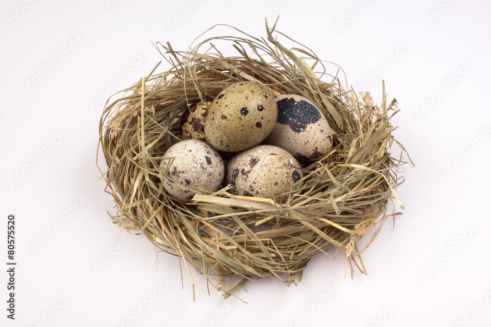 Nest with quail eggs isolated on the background Nest with quail eggs isolated on the background