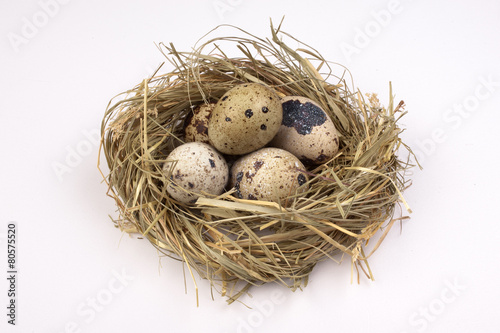 Nest with quail eggs isolated on the background