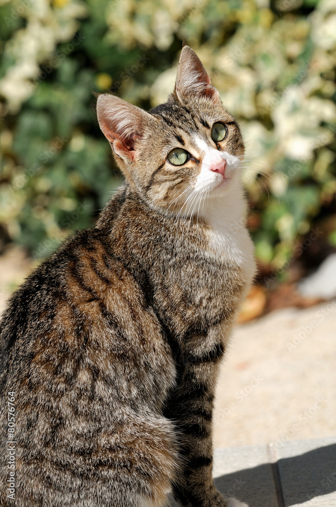 Obraz premium The cat