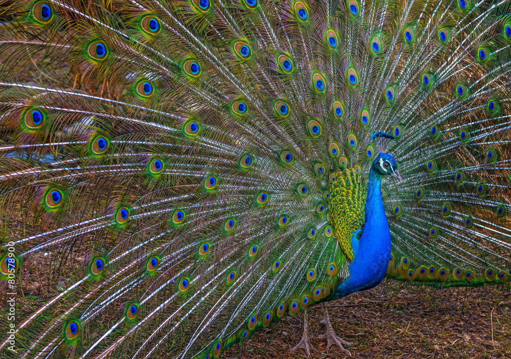 Naklejka premium peacock with feathers out