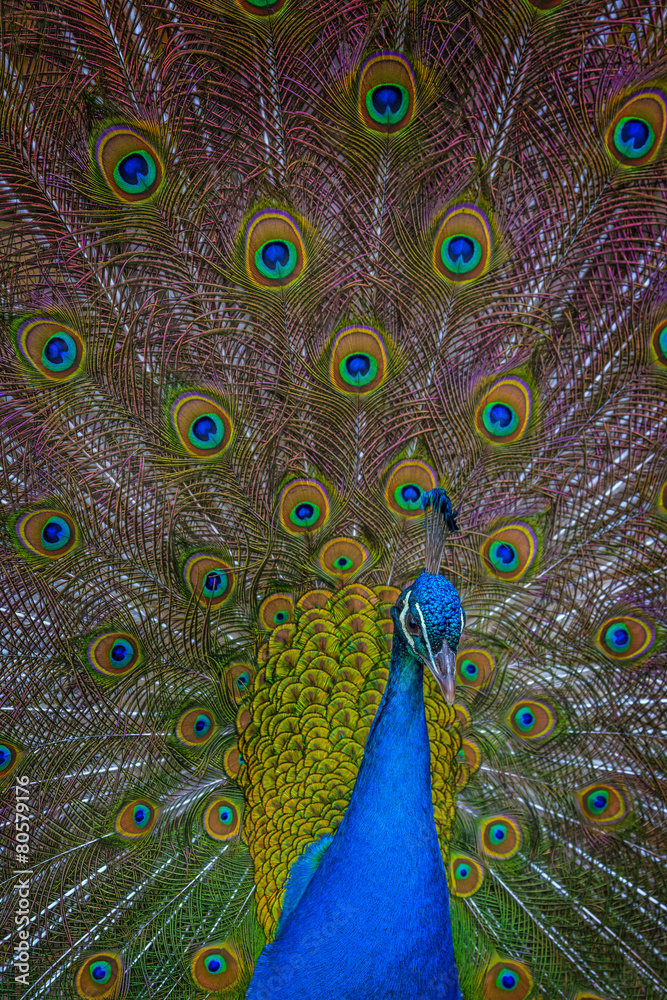 Obraz premium peacock with feathers out