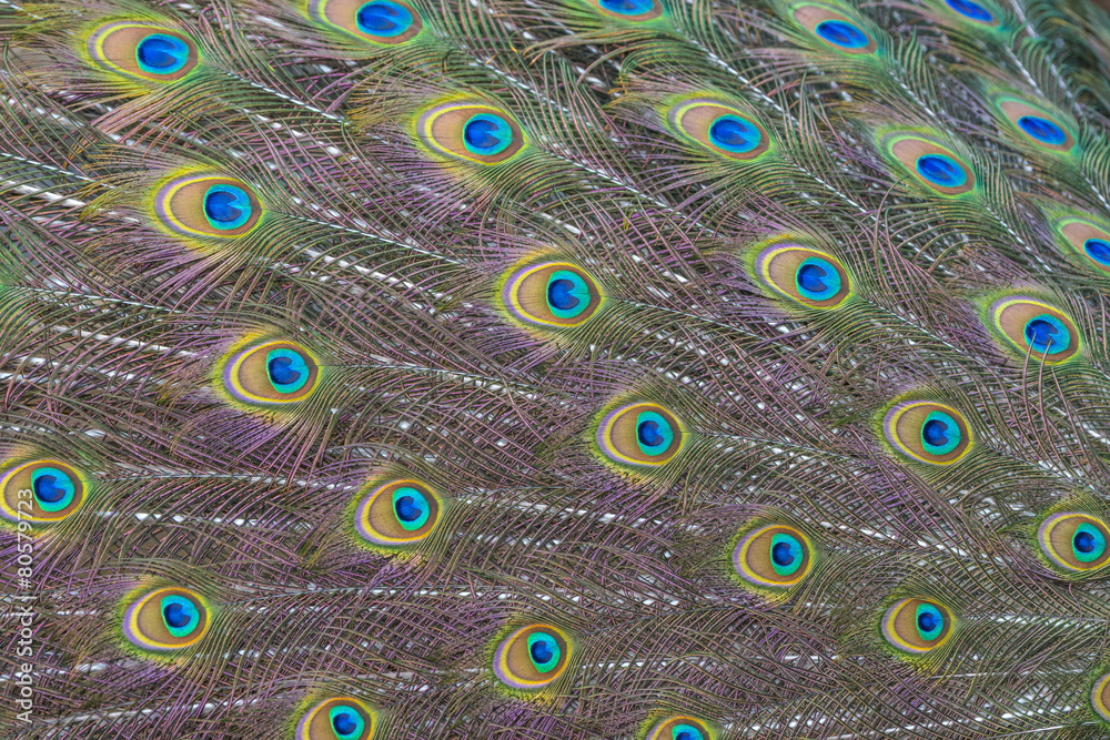 Obraz premium peacock feather