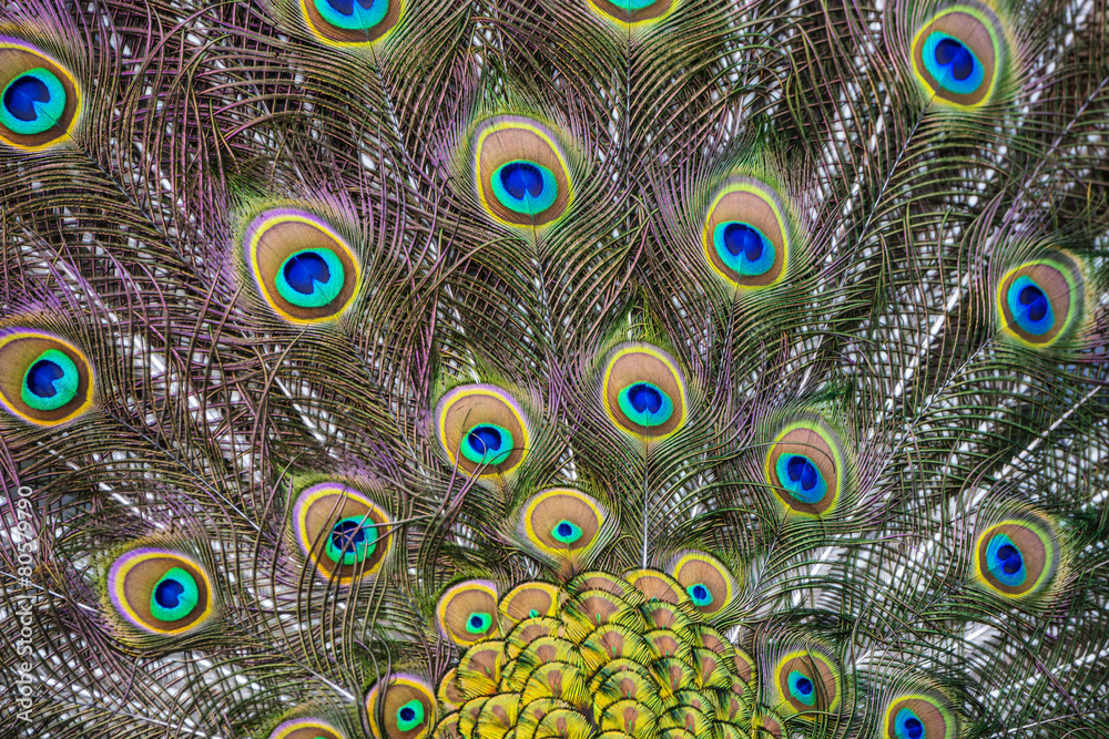 Obraz premium peacock feather