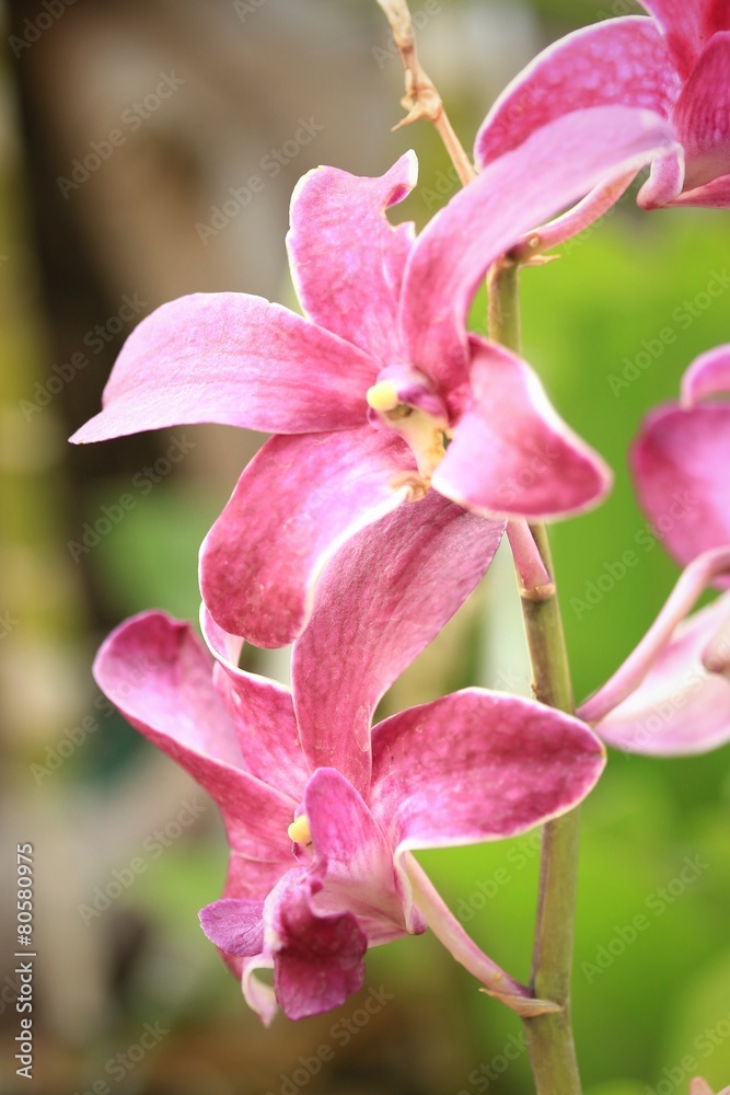 pink Orchid flowers