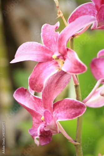 pink Orchid flowers