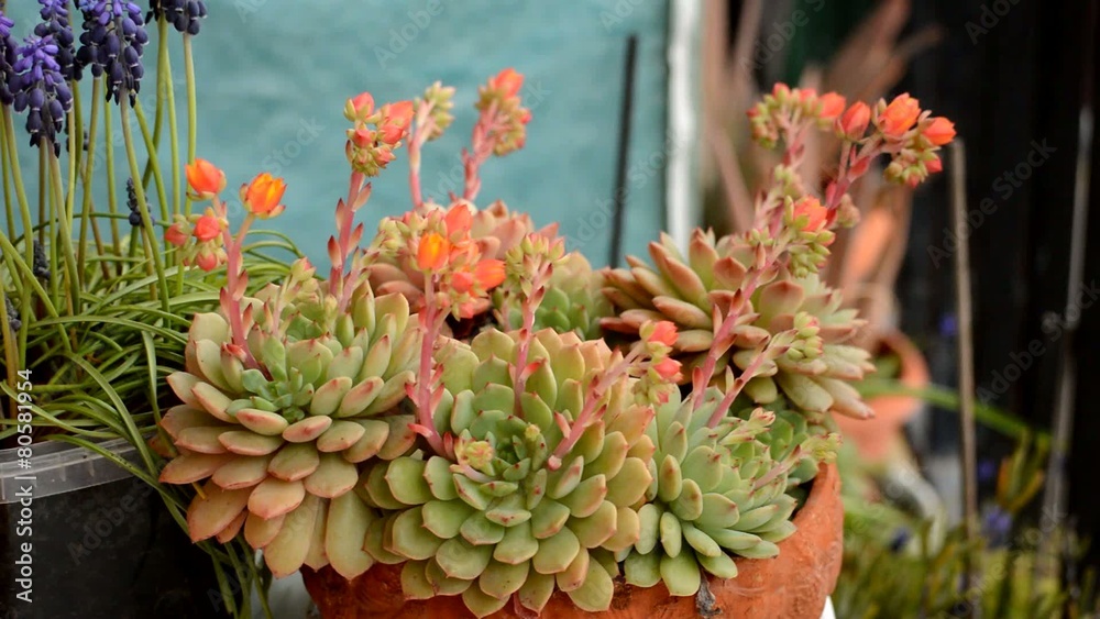 Home Gardening Flowers And Plants Home Gardening Flowers And Plants