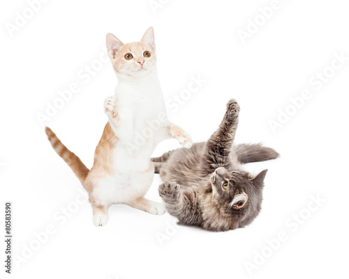 Fototapeta Naklejka Na Ścianę i Meble -  Two Kittens Playing Together