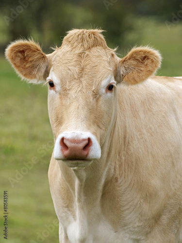 vache blonde d'Aquitaine dans le pré en gros plan photo