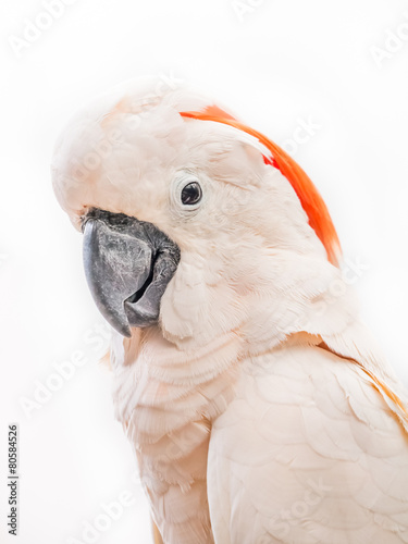 Portrait of cockatoo