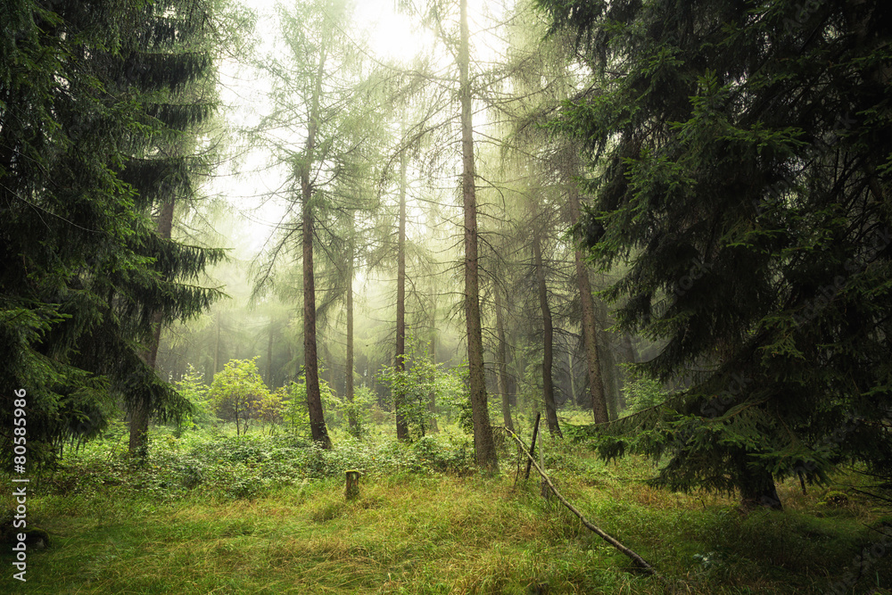 Nach dem Regen im Wald Nach dem Regen im Wald