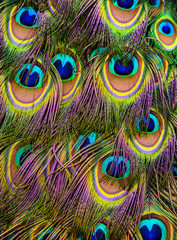 Fototapete Pfau Detailaufnahme einer einzelnen Pfauenfeder  © Vera Kuttelvaserova