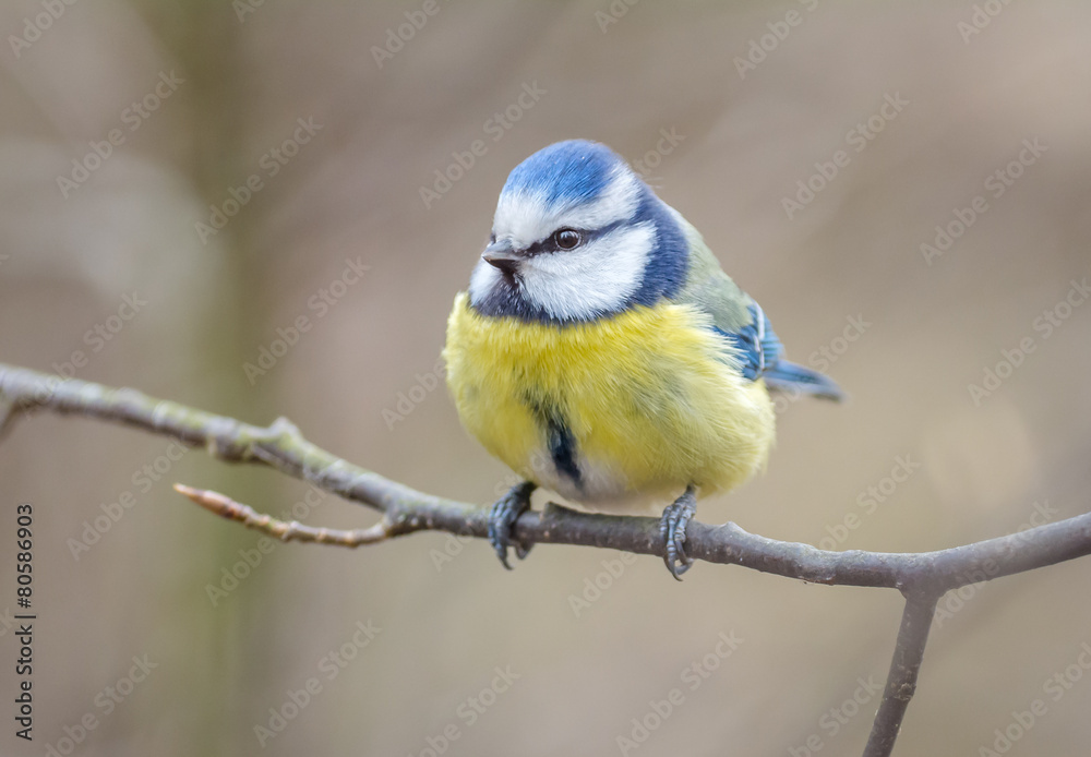 Blue tit