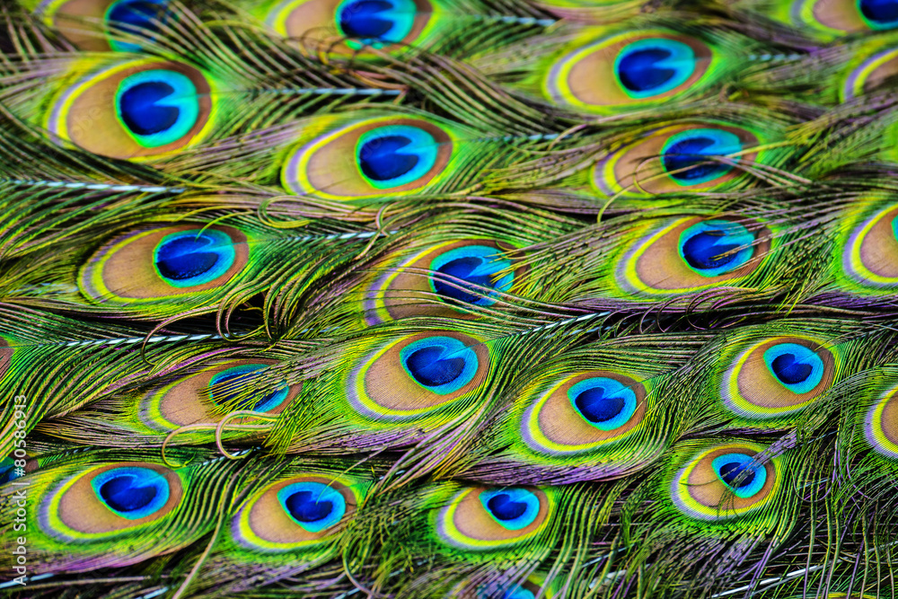 Fototapeta premium peacock feather