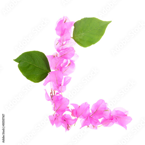 Bougainvillea flowers alphabet isolated on white background