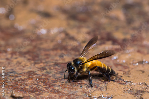 Giant honey bee