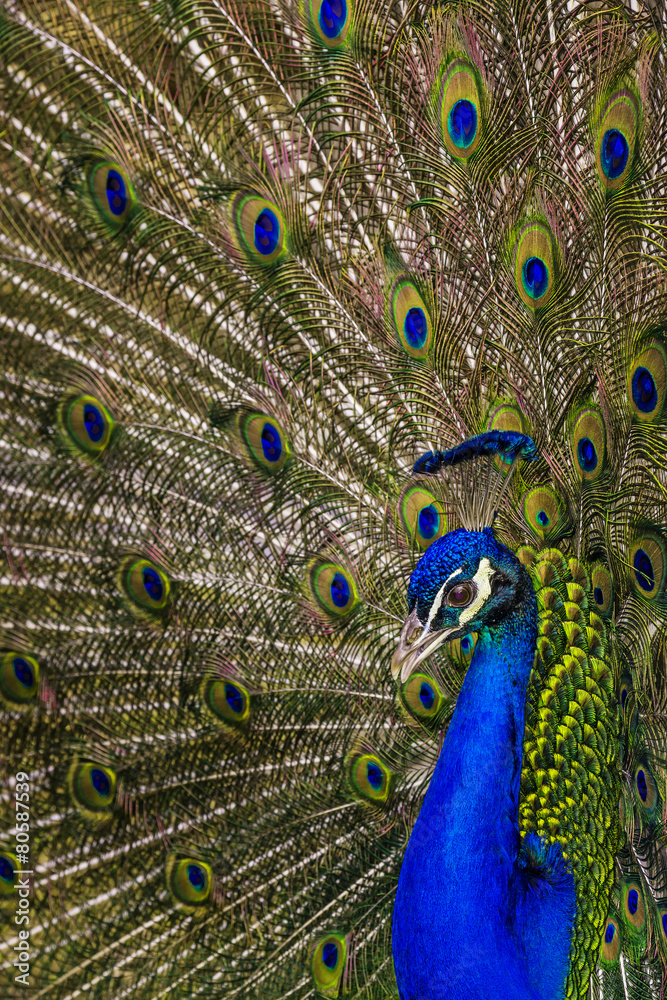 Obraz premium peacock with feathers out