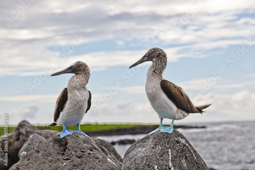 Slika na platnu Blue-footed booby