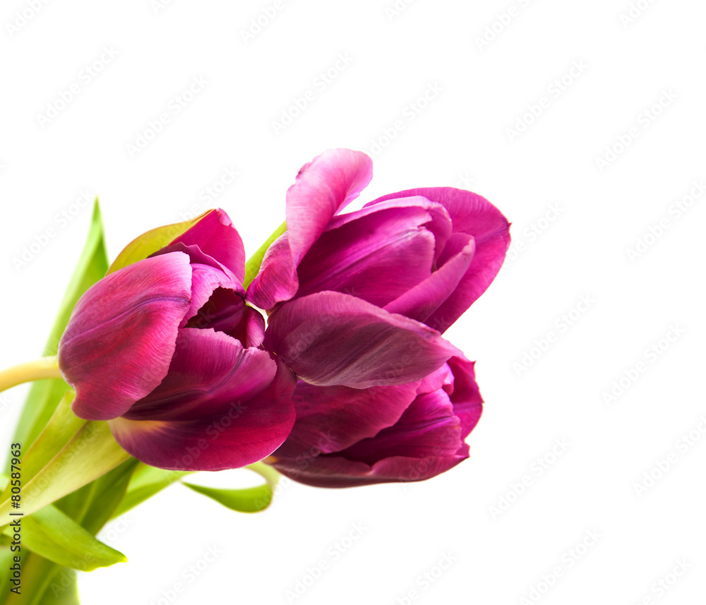 purple colored tulip flowers