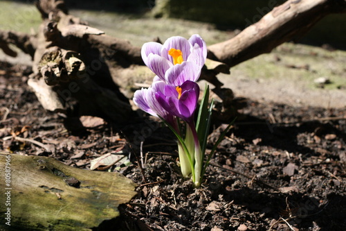 Plakat w ramie Spring flowers